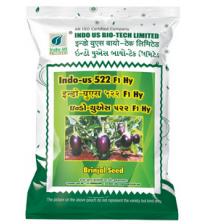 Brinjal Indo US 522